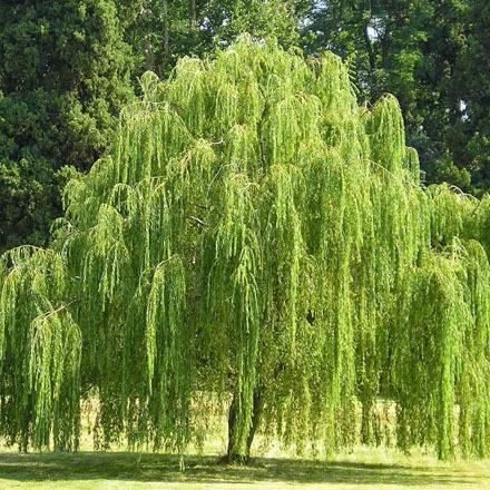 PatAmb's tweet image. ☀️ Buen día 🌳
El sauce criollo nos inspira a empezar la jornada cuidando lo esencial: la Tierra 🌎💚
#SauceCriollo #BuenDíaVerde