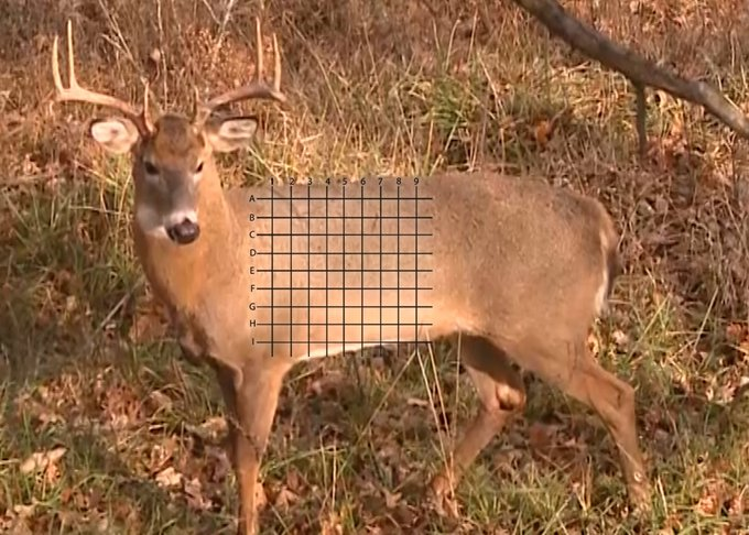 Scenario: You're bowhunting 20 feet up in a treestand. The buck is standing at 15 yards. Where is the perfect kill shot? 🏹 #hunting
