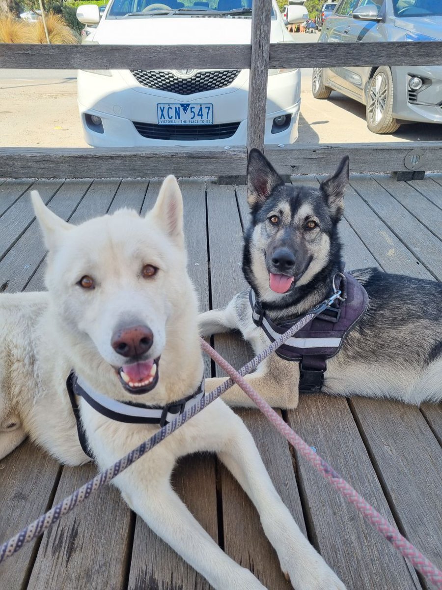 IvyInu_SOL's tweet photo. This is for every animal lover who knows that bond. A pet isn't just a pet; they are family, a partner, an anchor. Operation Rewild is the ultimate expression of that love, powered by the #Web3 community.

Buy: https://t.co/6q56g3hesK | 

X: https://t.co/y7jK74S2yi

#DogsofCrypto #Husky #SOL #Community