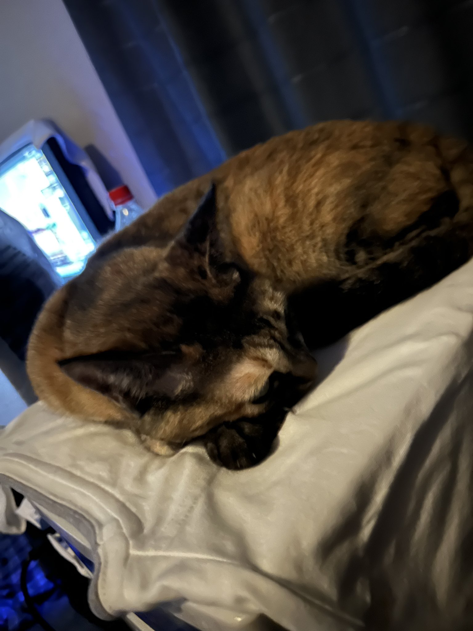 猫まっしぐら 猫まっしぐらセレクト】 猫の置物-スニーカー|猫グッズ・猫雑貨