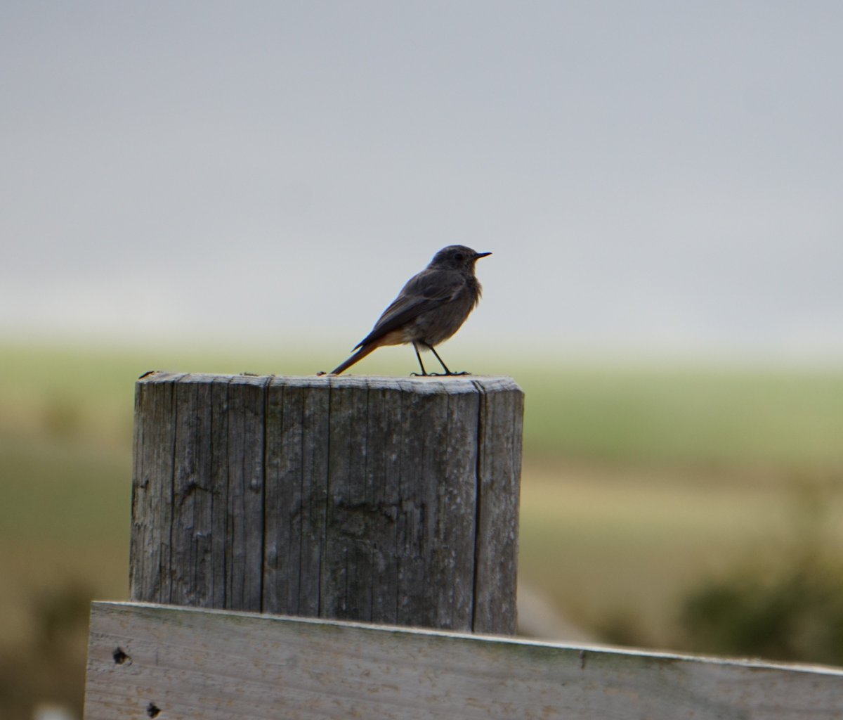 Black Redstart at Baldock this morning