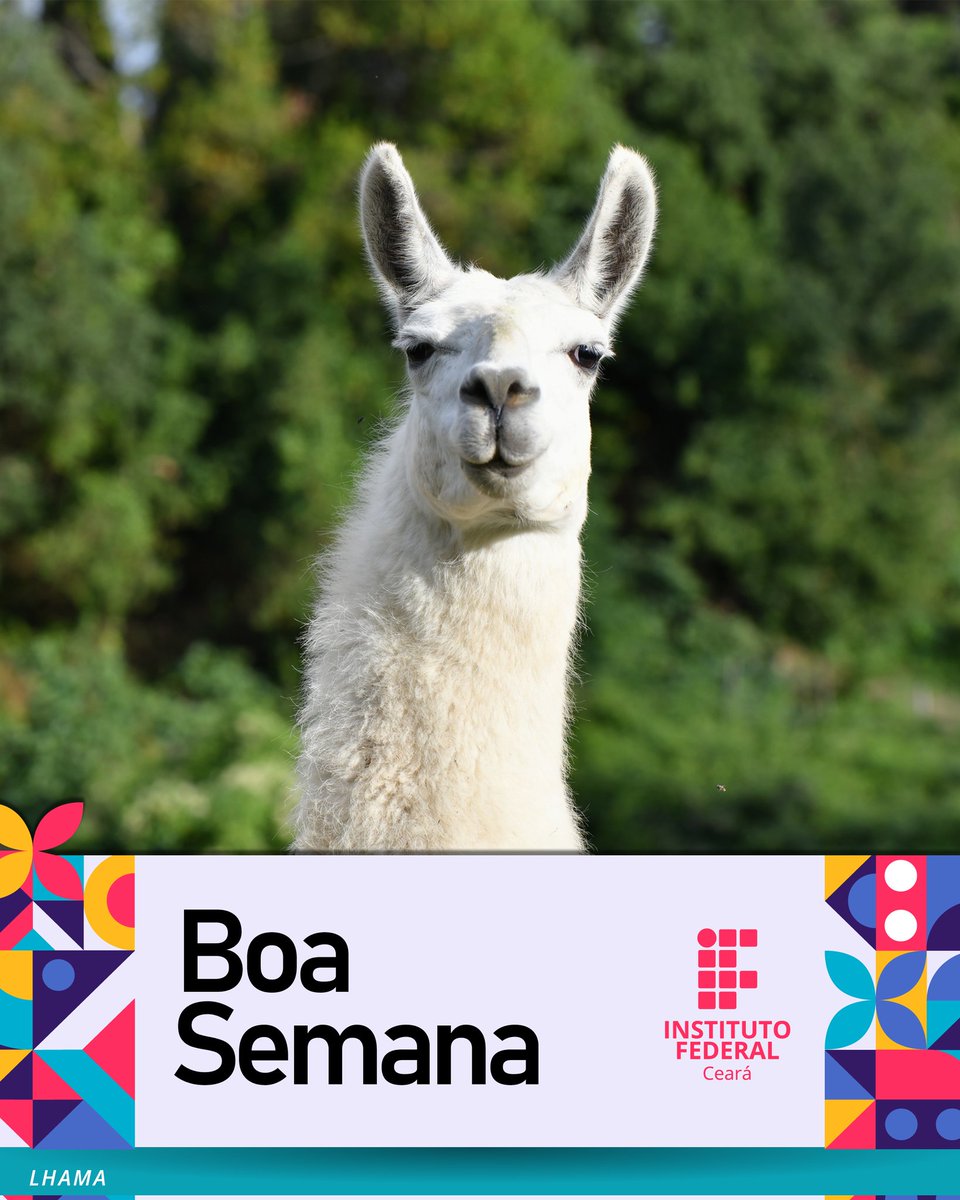 🦙❤️

#Boasemana