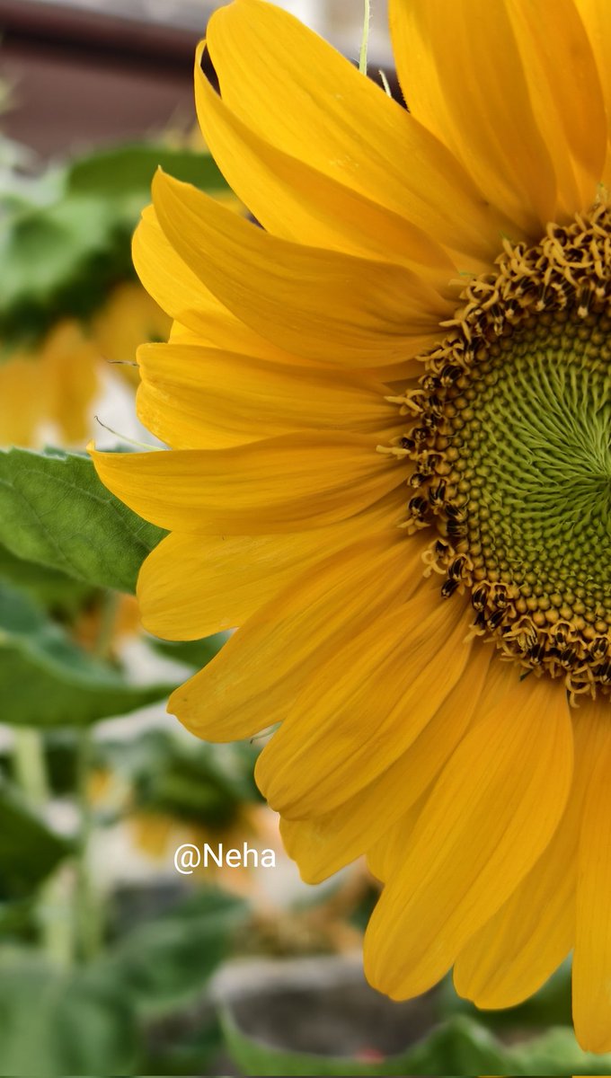 Hey September !
Be gentle, teach me how to bloom again !...🌻🍃

#theme_pic_India_flowers
#NehaClick📸