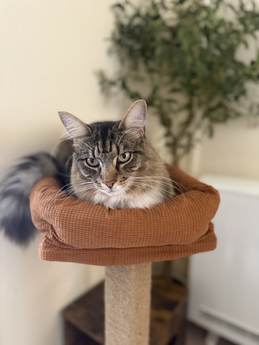 Just got a new cat tower, and mum thinks I won't sit on the coffee table anymore. Spoiler alert: I'm planning to claim both as my throne! 🐾😼 #kittyloafmonday