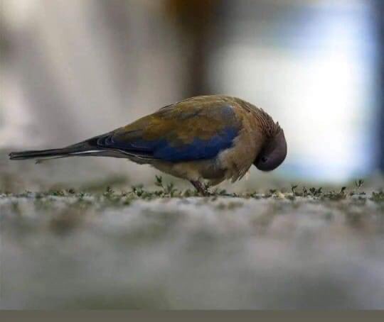 |

Kalk GEL diyemediğimiz,
KALKIP gidemediğimiz, 
BEKLEMEK üzerine kurulu DÜNYA'larda yaşıyoruz çoğumuz.

Beklersek,

GELECEK gibi
GEÇECEK gibi
SEVECEK gibi geliyor..

Sorsan,
Hepten SABIRSIZ’ız ama hepimiz SABIRLA bekliyoruz bütün İMKANSIZLIKLARI..

__Lâ Edrî__