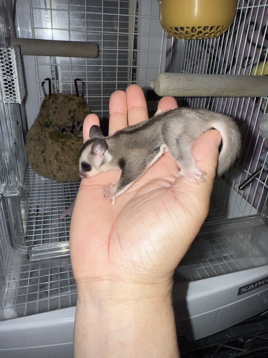 #フクロモモンガ
 #フクロモモンガ亜種
 #フラビダス 
 #フラビダスベビー
 #オリジナルを繋ぐ大切さ
✨興味のある方はお問い合わせ下さい