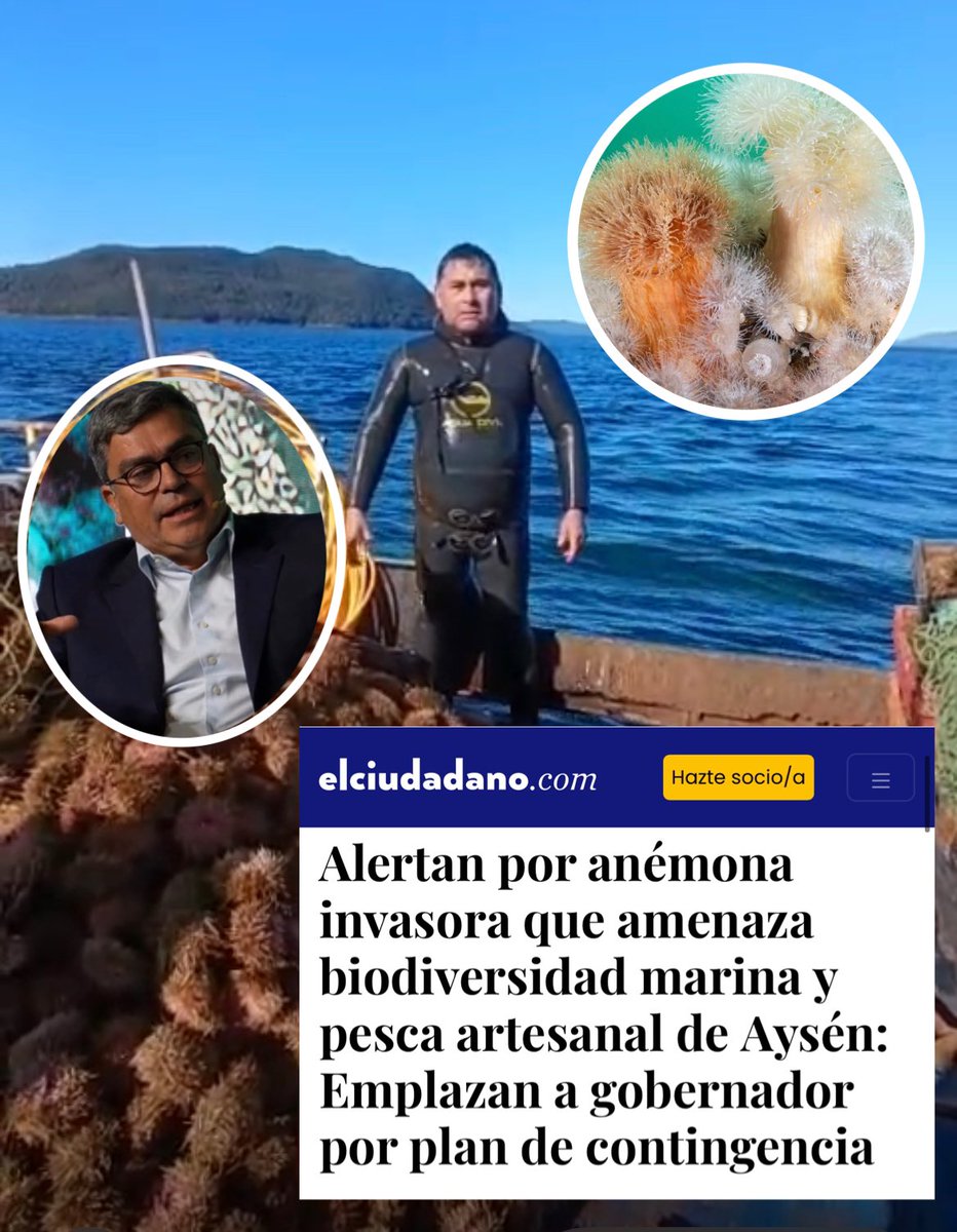 🚨Alertan por anémona invasora que amenaza biodiversidad marina y pesca artesanal de Aysén: Emplazan a gobernador por plan de contingencia

La Patagonia enfrenta una nueva amenaza ambiental creciente por la expansión de la anémona invasora Metridium senile, que pone en riesgo