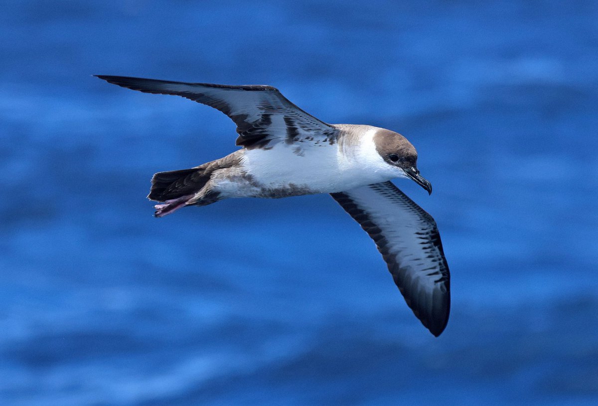 Natural Newbiggin tweet media