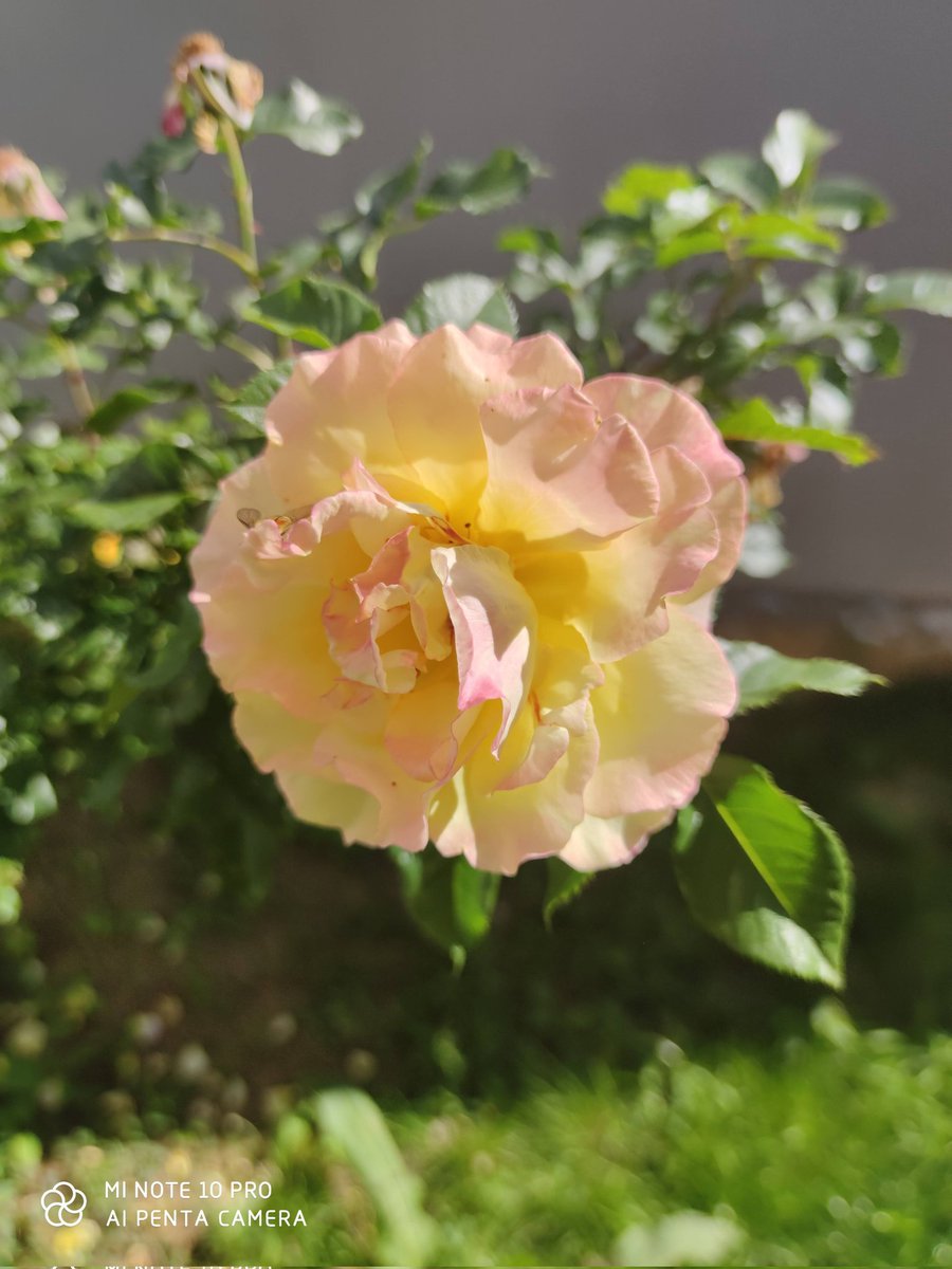 İLYAS BEDER (@bederilyas35841) on Twitter photo 