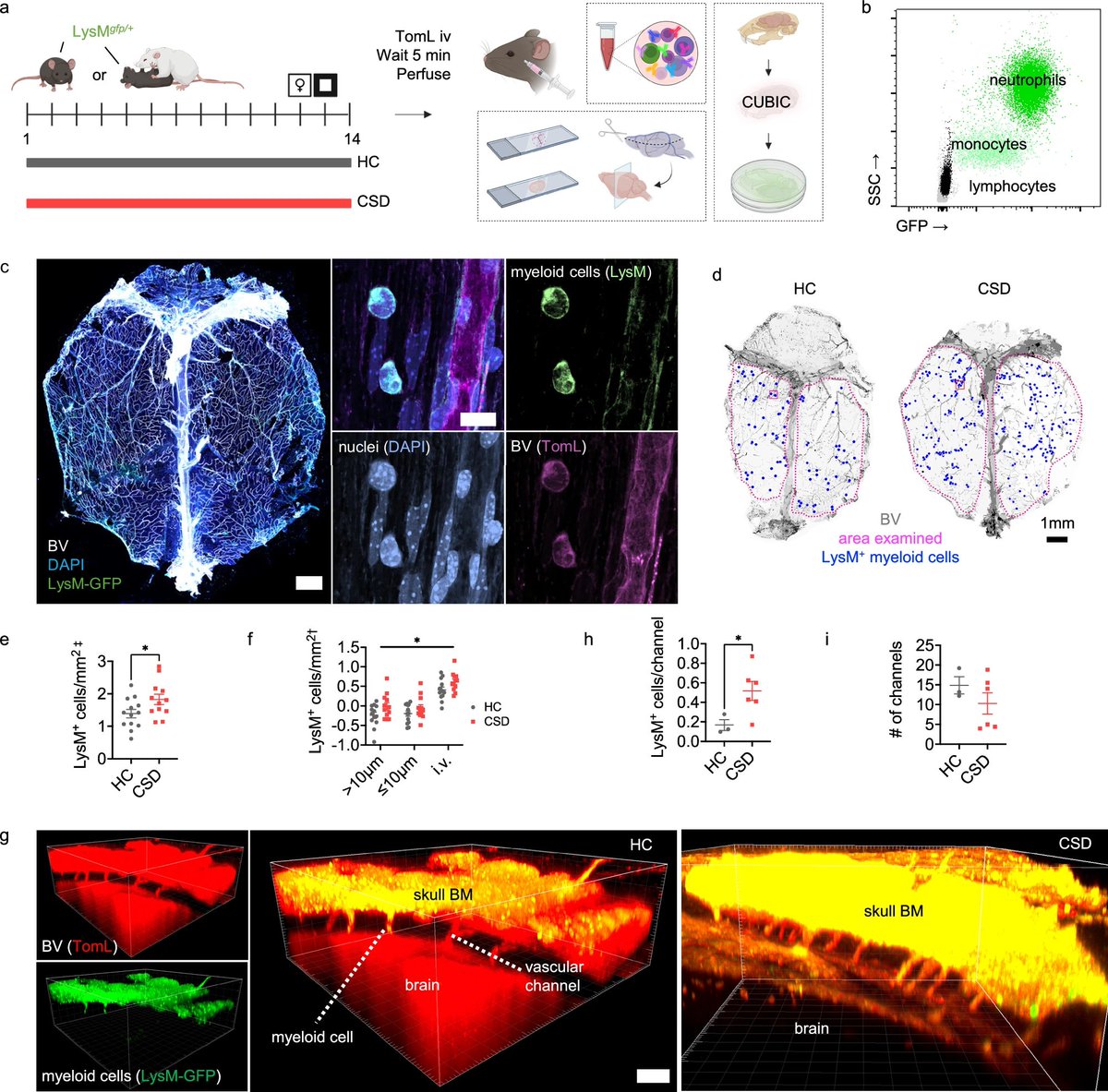 Waggoner Lab (@labwaggoner) on Twitter photo Chronic social defeat stress induces meningeal neutrophilia via type I interferon signaling in male mice
nature.com/articles/s4146… <a href="/MLynall/">Mary-Ellen Lynall</a> <a href="/staceykigar/">Stacey Kigar, Ph.D.</a> <a href="/NatureComms/">Nature Communications</a> 🇺🇸🇬🇧 Chronic social defeat stress induces meningeal neutrophilia via type I interferon signaling in male mice
nature.com/articles/s4146… <a href="/MLynall/">Mary-Ellen Lynall</a> <a href="/staceykigar/">Stacey Kigar, Ph.D.</a> <a href="/NatureComms/">Nature Communications</a> 🇺🇸🇬🇧