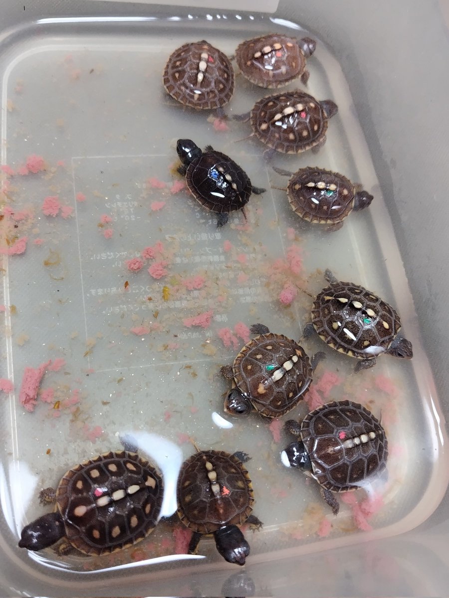 34_wgnc's tweet image. 今日から餌付けスタートした個体達です。　何頭かは食べてますね〜　
たぶん🤔　(^⁠_⁠^)
#トウブハコガメ
#Easternboxturtle 
#Terrapenecarolinacarolina 
#burikura