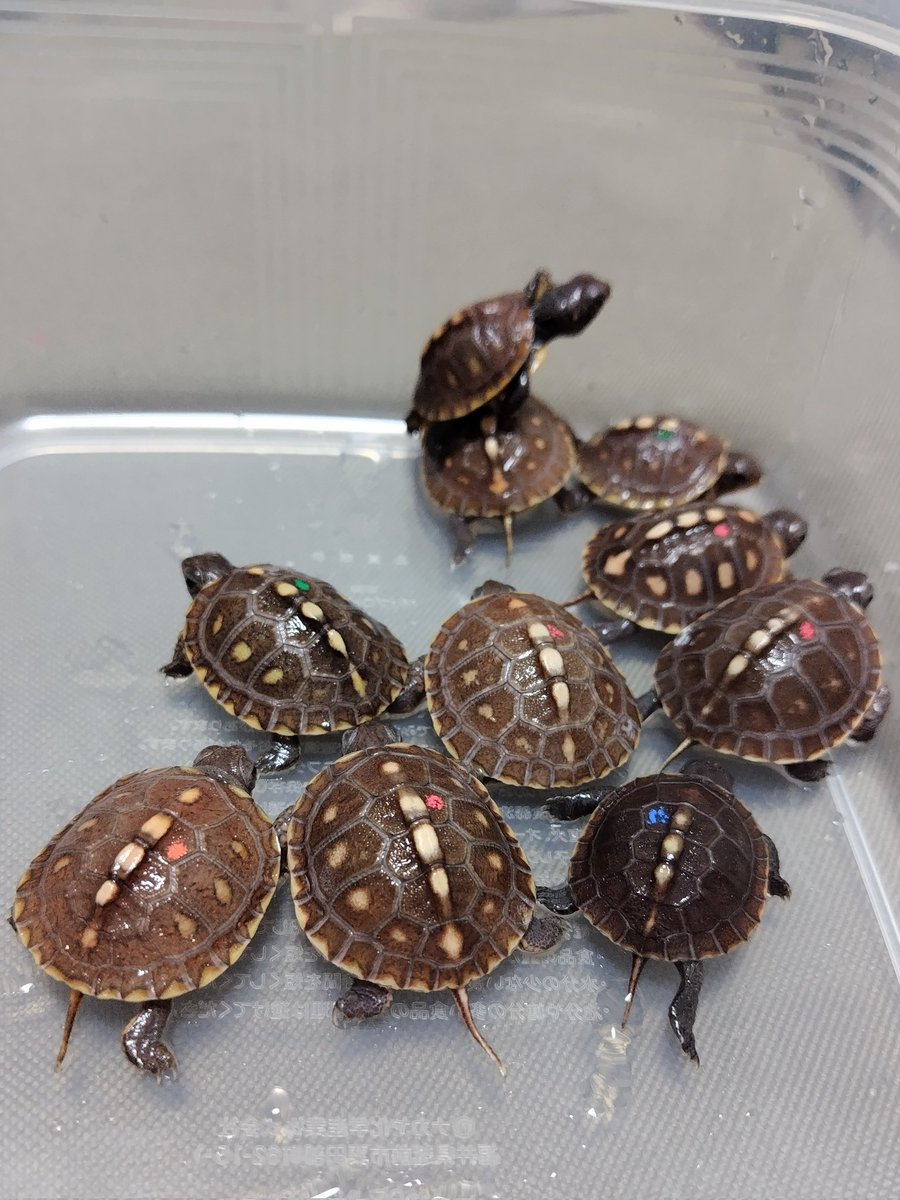 34_wgnc's tweet image. 今日から餌付けスタートした個体達です。　何頭かは食べてますね〜　
たぶん🤔　(^⁠_⁠^)
#トウブハコガメ
#Easternboxturtle 
#Terrapenecarolinacarolina 
#burikura