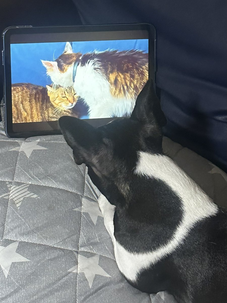 USK20150303's tweet photo. 娘たちもYouTubeが大好き🐶そして猫好き🐈
#ボストンテリア #ボステリ #bostonterrier #フレンチブルドッグ #フレブル #鼻ぺちゃ #犬 #イヌ #YouTube https://t.co/IAc4nZFA04
