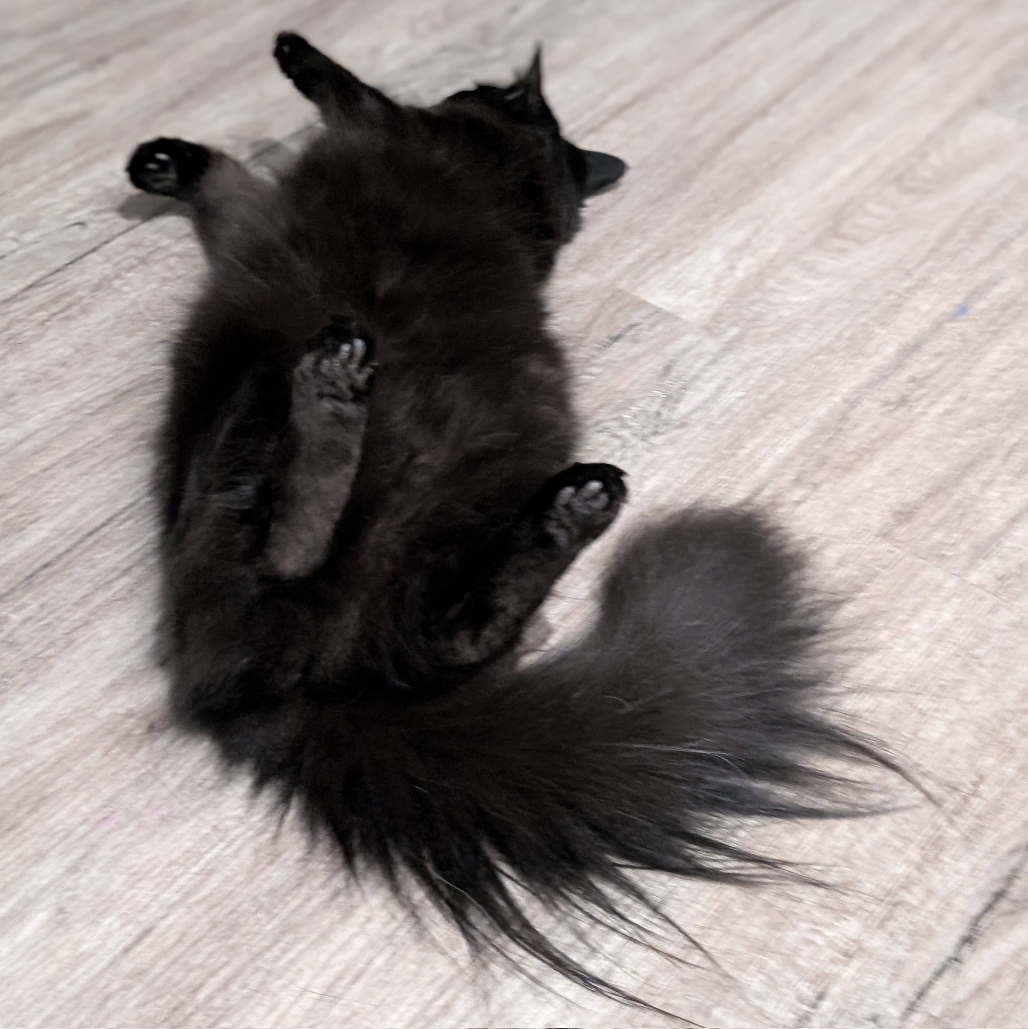 黒いペア猫と鳥のセット 黒猫のベアモアと飼い主🇦🇺 on X: 