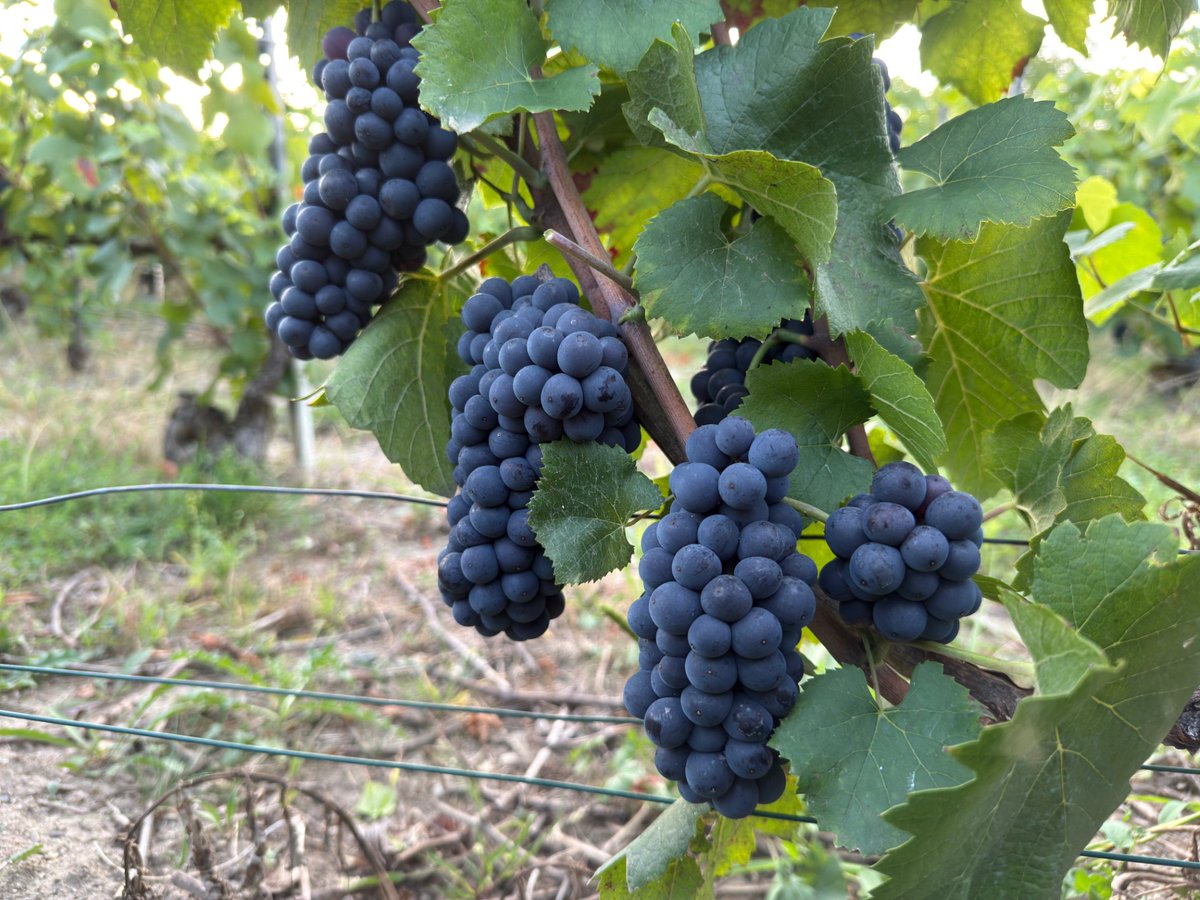 Groupe_ISSIPA's tweet image. Vendanges 2025 en cours 🍇⏳
Comme chaque année, ce moment tant attendu marque l’aboutissement d’une saison de travail passionnante dans nos vignes.
À tous, nous souhaitons de belles vendanges 2025, sous le signe de la qualité et de la convivialité 🍷
#vendanges #champagne