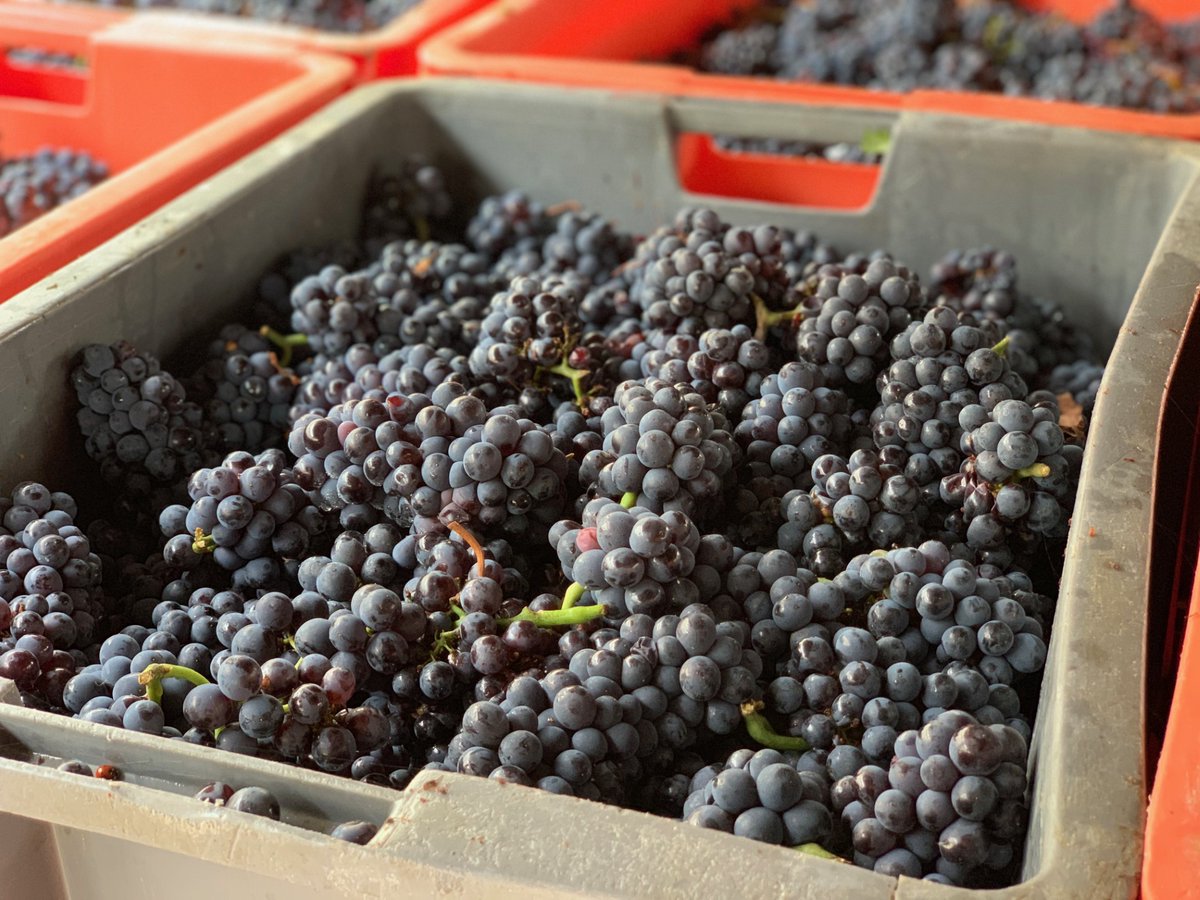 Groupe_ISSIPA's tweet image. Vendanges 2025 en cours 🍇⏳
Comme chaque année, ce moment tant attendu marque l’aboutissement d’une saison de travail passionnante dans nos vignes.
À tous, nous souhaitons de belles vendanges 2025, sous le signe de la qualité et de la convivialité 🍷
#vendanges #champagne