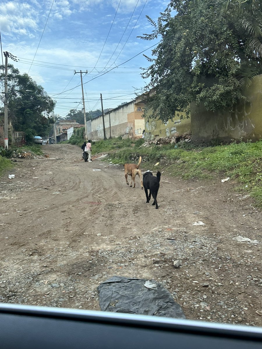 AleFa29's tweet image. Dicen los del Narco partido de @PartidoMorenaMx que donde gobiernan no hay baches 
Alguien enséñenle estas fotos del pueblo donde está @LauraImelPerezS en el gobierno 
Abandonado tiene a Tlaquepaque y ni se diga la cuna de ratas de San Martín de las flores #FueraMorena