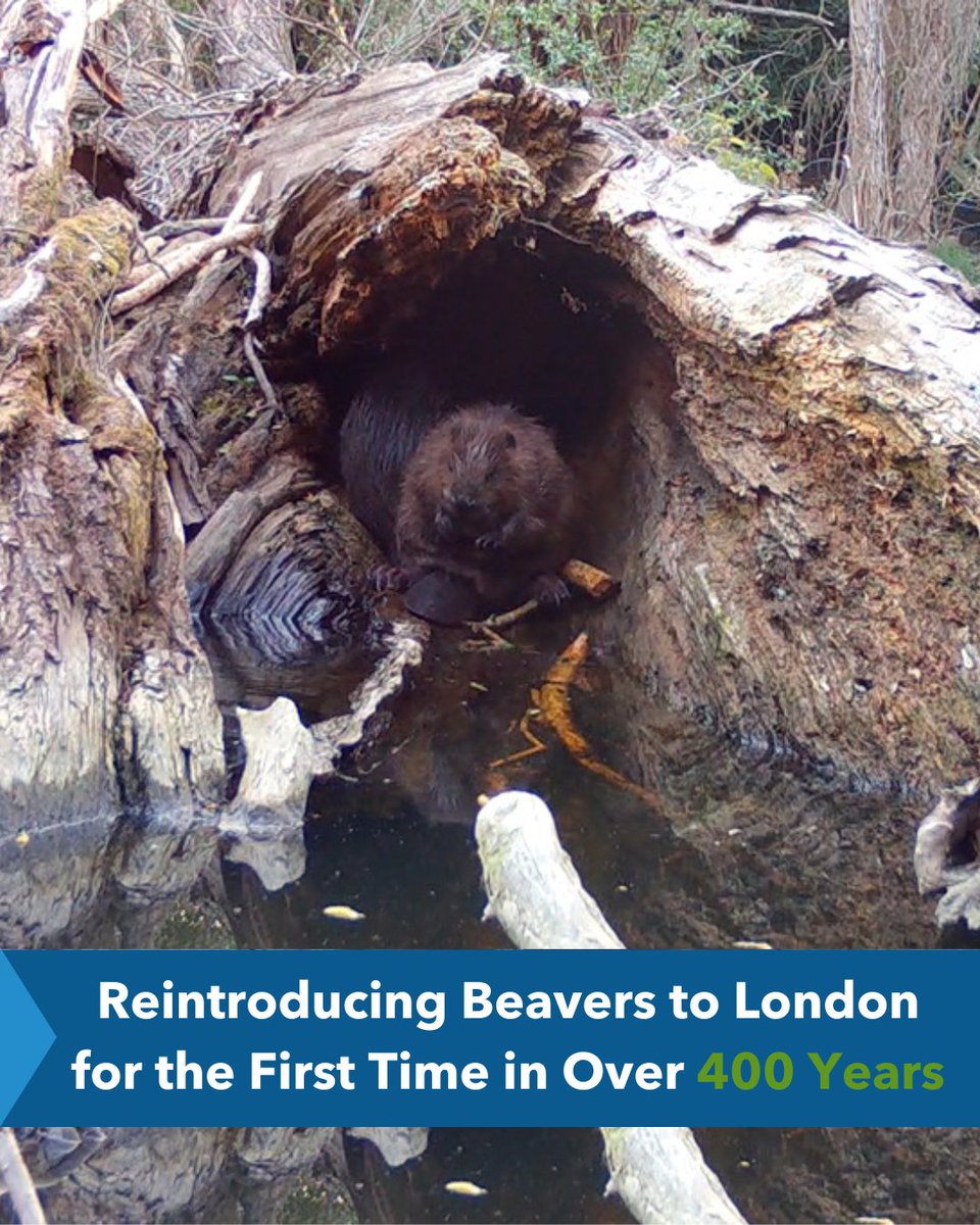 In Enfield, where London’s sprawling northern suburbs give way to countryside, a family of beavers introduced in 2022 is reshaping the environment and providing natural defense against floods.

Learn more ➡️ fondriest.com/news/eager-bea…

Photo Credit: Adapted from Capel Manor College