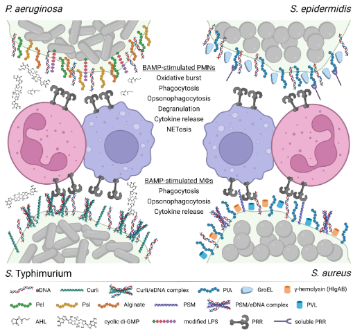 #MicrobiologyMonday: Biofilm-associated molecular patterns (BAMPs) are expressed in biofilms at levels that can trigger an immune response, but not in free-floating (planktonic) bacteria. They may be key to understanding chronic infections. #IAIJournal: asm.social/2zc