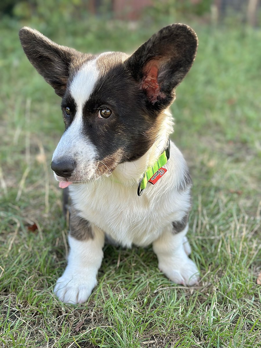 Miluju ty ksichty ❤️.

Měsíc a půl máme po boku zástupce rasy Welsh Corgi Cardigan a je to úžasný měsíc a půl. Z miminka je pejsek, který toho vlastně už dost umí. Naučil se nám dát najevo svůj názor a rozhodně nebude šaškovat vždy, když chceme my.
 Je to skvělej parťák a já jsem