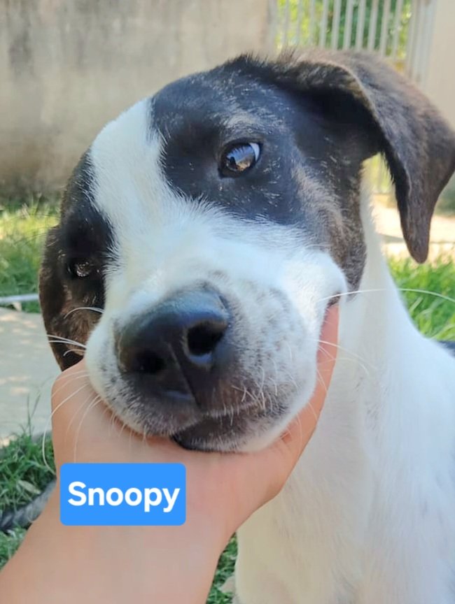 URGENTE SNOOPY È SOTTO PESO PERCHÈ GLI ALTRI CANI NON LO FANNO MANGIARE. I VOLONTARI ORA LO FANNO MANGIARE DA SOLO.Snoopy è buono e dolce ,6 mesi, futura taglia medio contenuta.Adottabile al centro nord PER INFO WHATSAPP ☎️348 3225213
#1settembre
#DutchGrandPrix
#InterUdinese