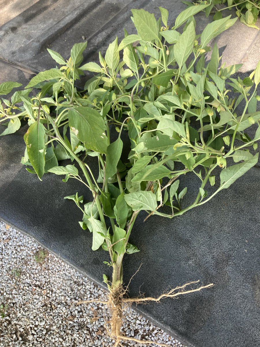 ⁦<a href="/cowbrough/">Mike Cowbrough</a>⁩ , can I get a little help on id for this? It was on a sand hill.