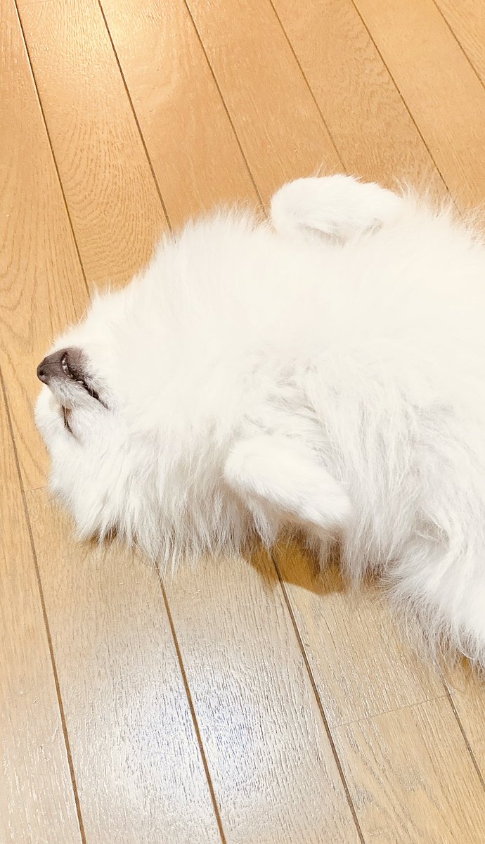 Muffin20236's tweet photo. わたちすぐ寝れるこ https://t.co/ZTkSo01w8g