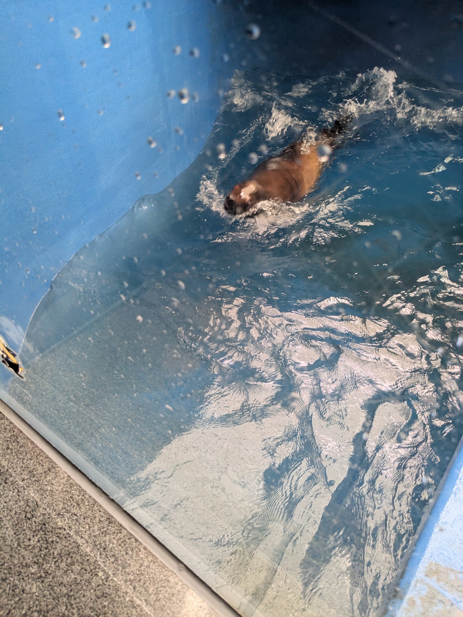 たんぽぽ⭐︎ Amazon | adidas レディース アディゼロ ボストン 12 スニーカー