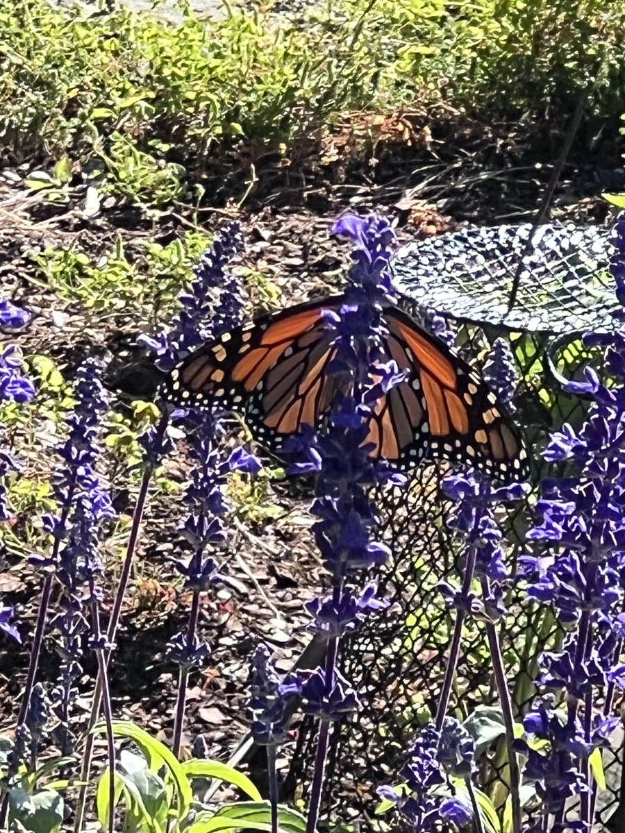 MaestroBuckRyan's tweet photo. Mother Nature as exterior decorator on Labor Day https://t.co/5JSubeU7Ts