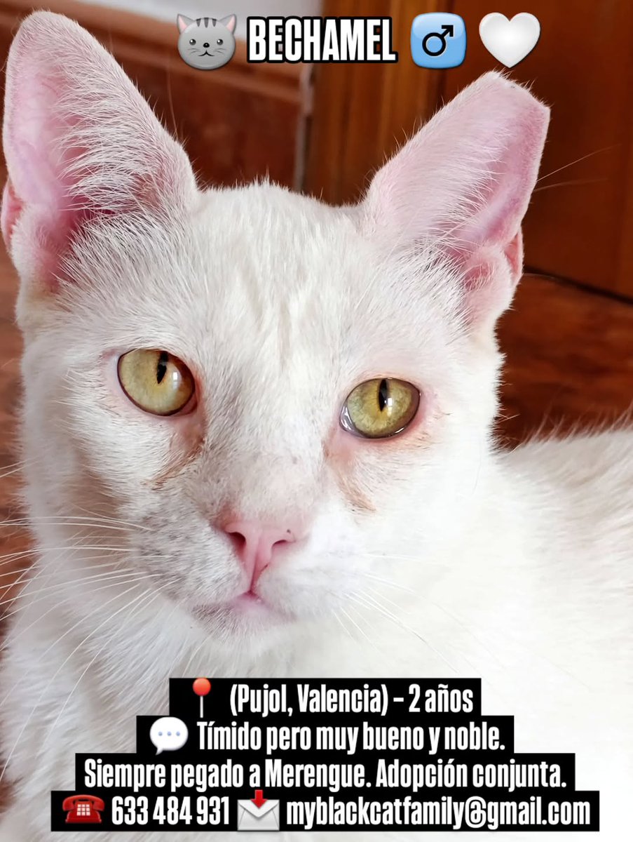 Myblackcatfamly's tweet image. 🆘💔 SIETE VIDAS TRAICIONADAS NECESITAN HOGAR URGENTE 💔🆘

7 gatos rescatados en #Ceuta adoptados hace 2 años han vuelten al #ABANDONO😭
Sin #acogida #adopcion regresarán a la perrera ⛓️
📍 Puzol(Valencia)Pueden viajar
📞 633 484 931
 myblackcatfamily@gmail.com

#Comparte🙏🥺