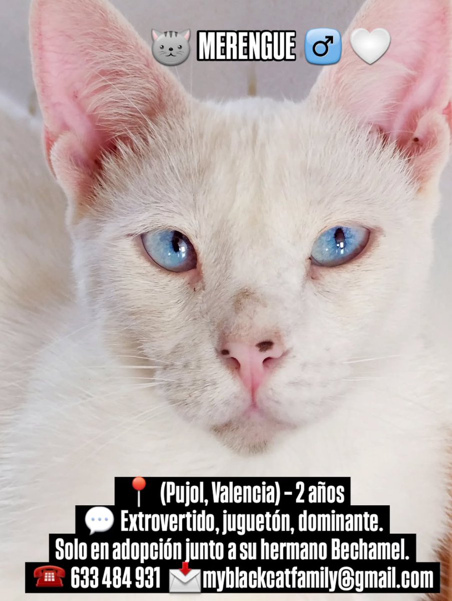 Myblackcatfamly's tweet image. 🆘💔 SIETE VIDAS TRAICIONADAS NECESITAN HOGAR URGENTE 💔🆘

7 gatos rescatados en #Ceuta adoptados hace 2 años han vuelten al #ABANDONO😭
Sin #acogida #adopcion regresarán a la perrera ⛓️
📍 Puzol(Valencia)Pueden viajar
📞 633 484 931
 myblackcatfamily@gmail.com

#Comparte🙏🥺