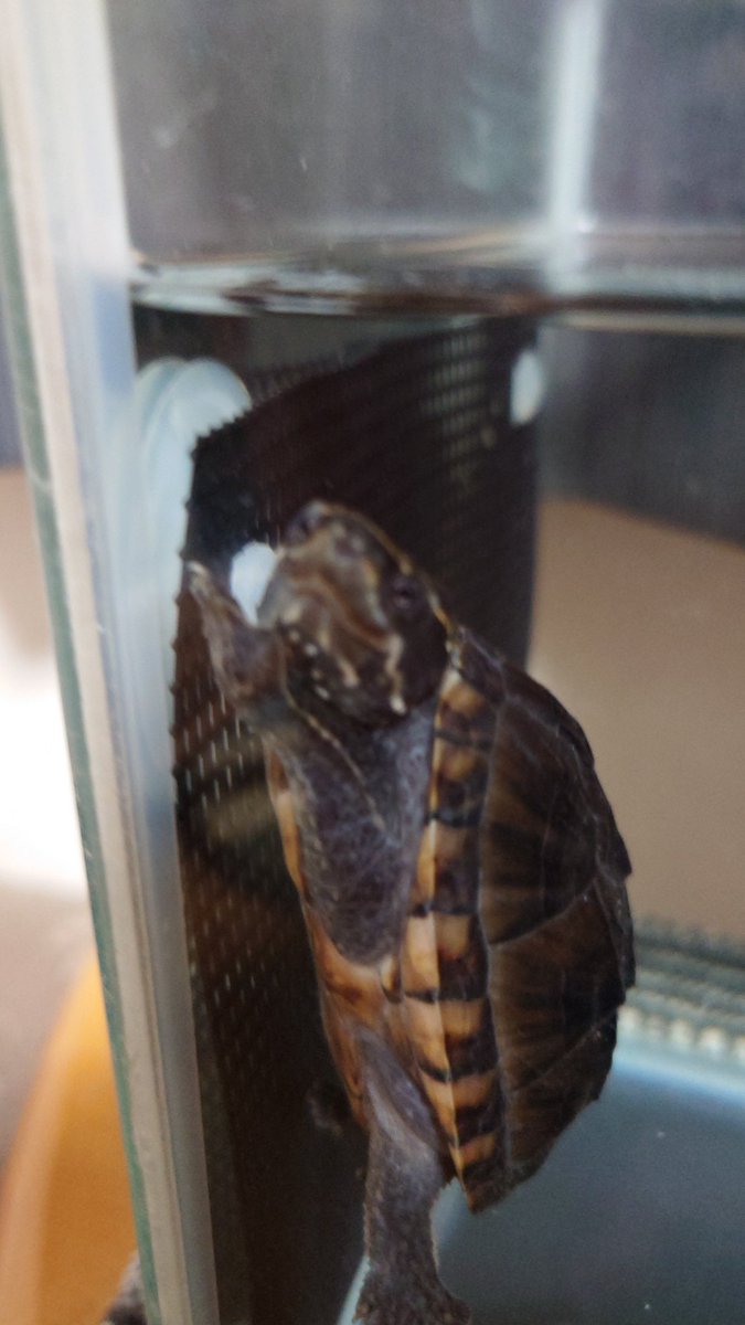 カメラ目線のアントニオ