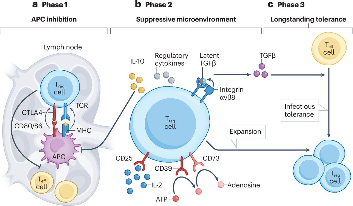 NatRevDrugDisc's tweet image. Therapeutic strategies aiming to enhance or inhibit regulatory T cell activity are being investigated in diseases including allergy, autoimmune disorders and cancer - find out more in this review by Megan Levings et al. 
nature.com/articles/s4157…
rdcu.be/eDrL0