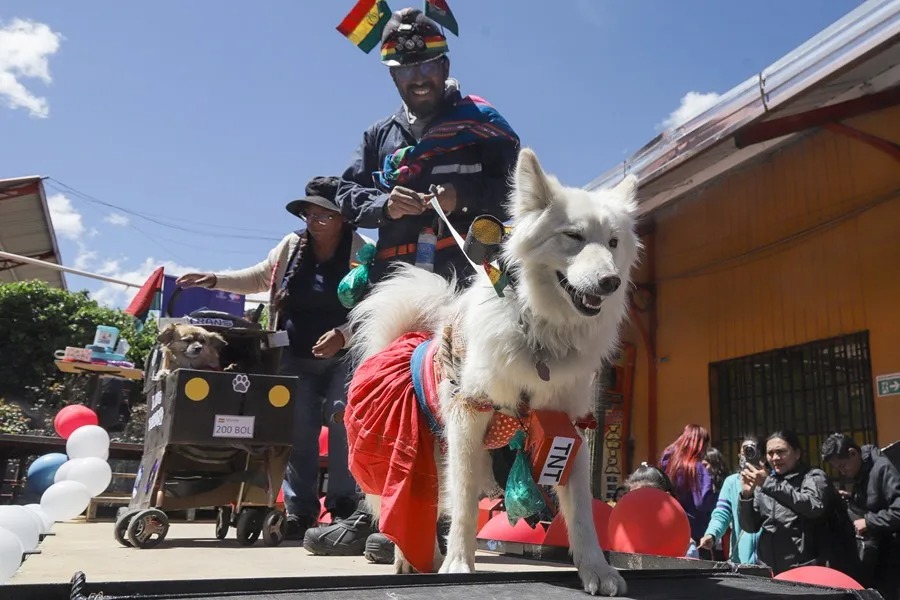 #NoticiasEV ¡Moda y conciencia en Bolivia! 🐾 Decenas de perros desfilan en "Patitas con estilo" para promover la tenencia responsable de mascotas. Una iniciativa para evitar el abandono y celebrar a nuestros amigos de cuatro patas. 

#Bolivia #Mascotas #TenenciaResponsable