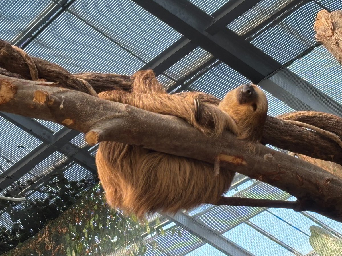 今日はエステティシャンと遊んでました(っ'ヮ'c)？
写真は明日！

おやすみなしゃい🦥