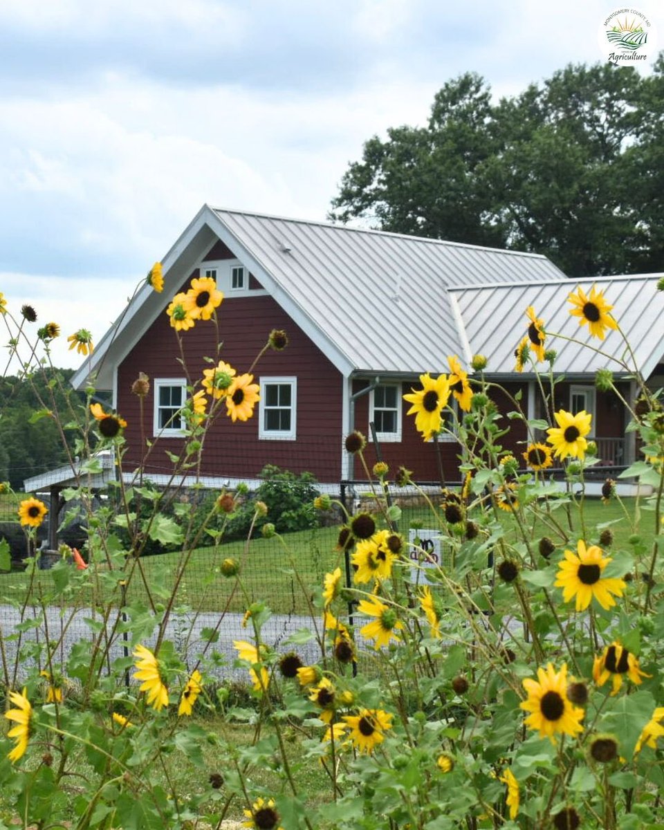 Montgomery County farms are bursting with beauty this season—sunflowers, barns, blue skies, and peaceful views await. 🌾🌻 Don’t let summer pass you by without a visit to one of our incredible local farms. Pick your own flowers, shop fresh produce, or simply take in the scenery.