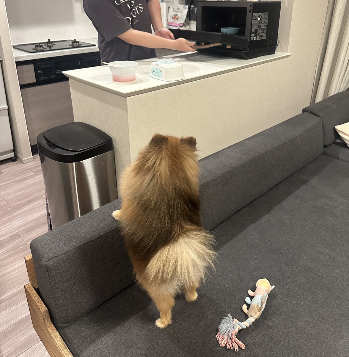 夏バテで全くごはんを食べない我が犬。
「調理風景を見せると食う」的なポストを見かけたので、電子レンジで温めるフリをし、アチチチ‼️って言いながら混ぜ、応援歌を歌いながら手拍子してたら秒で完食した👯