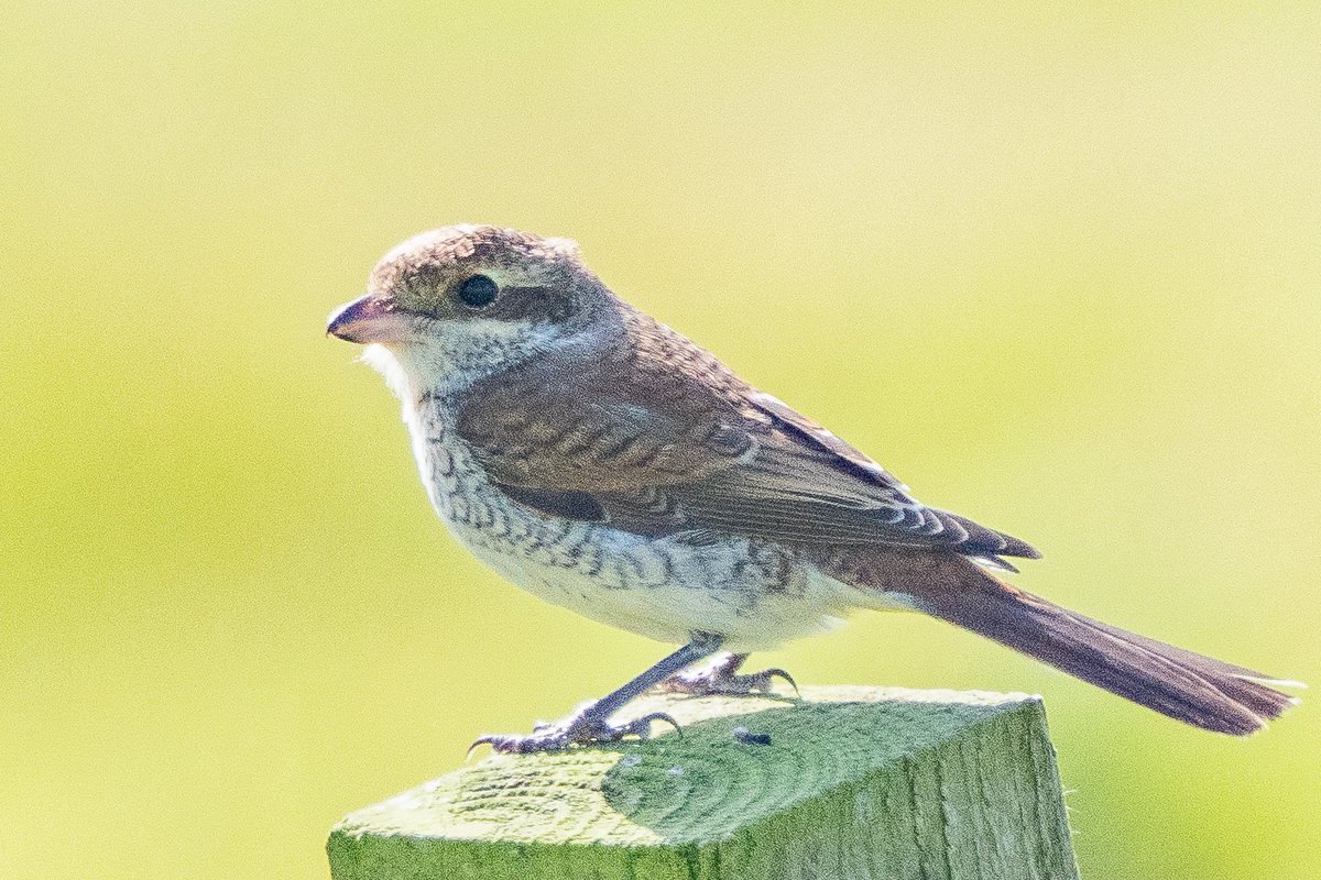 A nice start to the new month. Red-backed Shrike at The Haa of Funzie