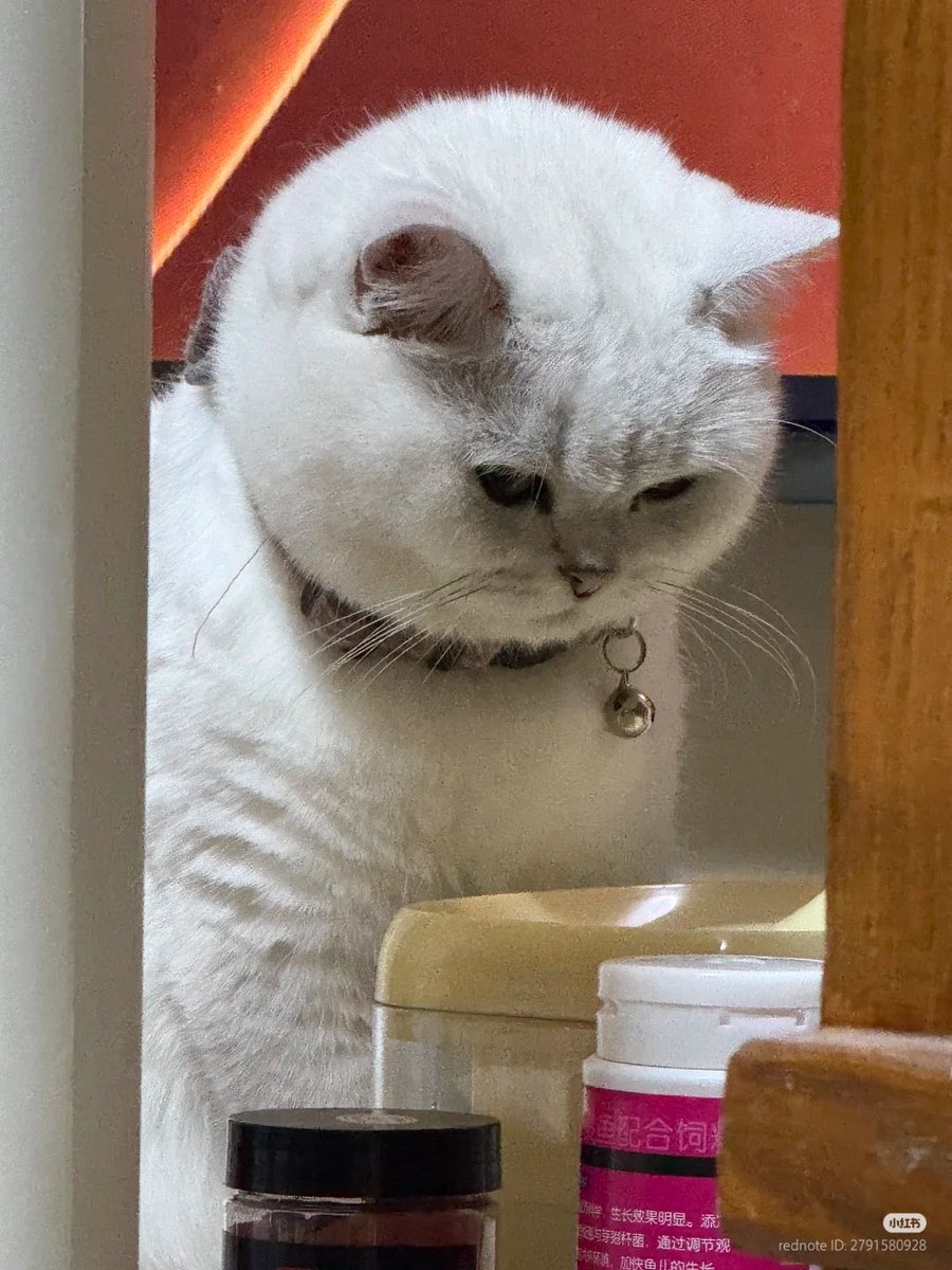 panik_cattack's tweet image. 😠