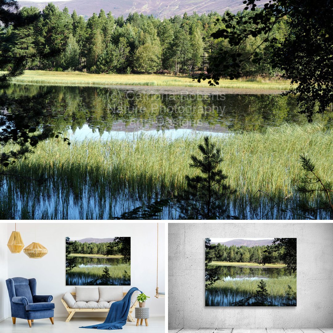 Catriona Roberts (@catrobdesigns) on Twitter photo Forest Reflection on Loch Morlich
Canvas Print-
pictorem.com/2439067/forest…
Canvas Print-
catriona-roberts.pixels.com/featured/fores…
Canvas Print-
artpal.com/catrionarobert…
More-
pictorem.com/gallery/Catrio…
catriona-roberts.pixels.com
artpal.com/catrionarobert…
…rionarobertsphotographyanddesigns.com
#art #homedecor Forest Reflection on Loch Morlich
Canvas Print-
pictorem.com/2439067/forest…
Canvas Print-
catriona-roberts.pixels.com/featured/fores…
Canvas Print-
artpal.com/catrionarobert…
More-
pictorem.com/gallery/Catrio…
catriona-roberts.pixels.com
artpal.com/catrionarobert…
…rionarobertsphotographyanddesigns.com
#art #homedecor