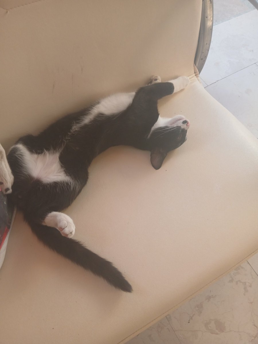 Bu Nasıl  bir  uyuma Şekliii 😂  🦊 🐯