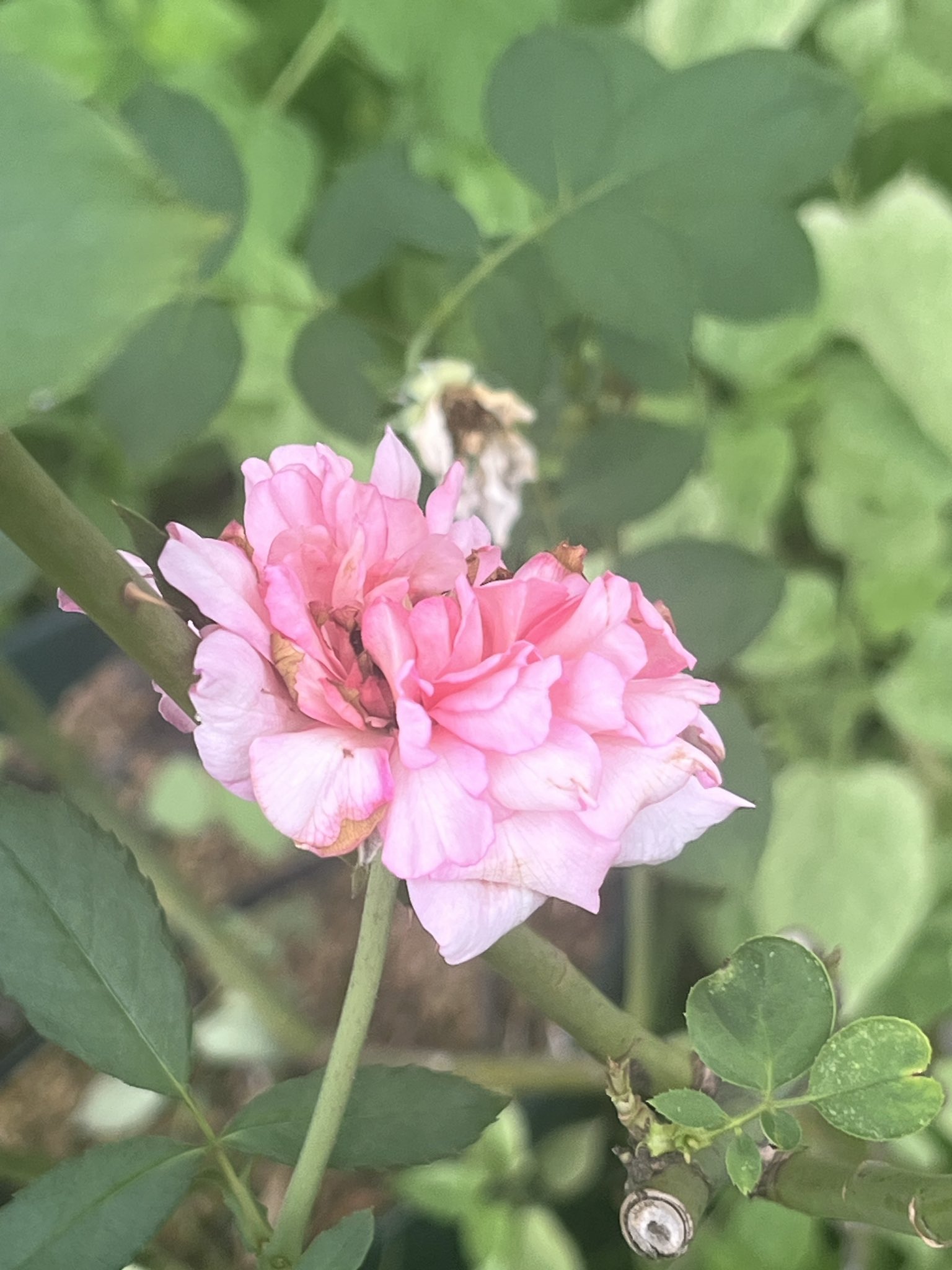 オフホワイトのばらと枝の花と葉 オフホワイトのばらと枝の花と葉 オフホワイトのばらと枝の花と葉