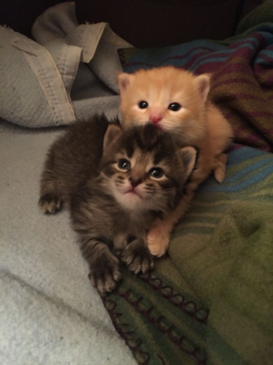 ชิคับ ชิได้สระผมไมคับ

ชิสระไดร์ทุกวันเลยค่ะคุนหิน

แล้วทำไมผมได้กลิ่น

กลิ่นไรคะ

กลิ่นรา ราชิชัก

อีตาบ้า -///-