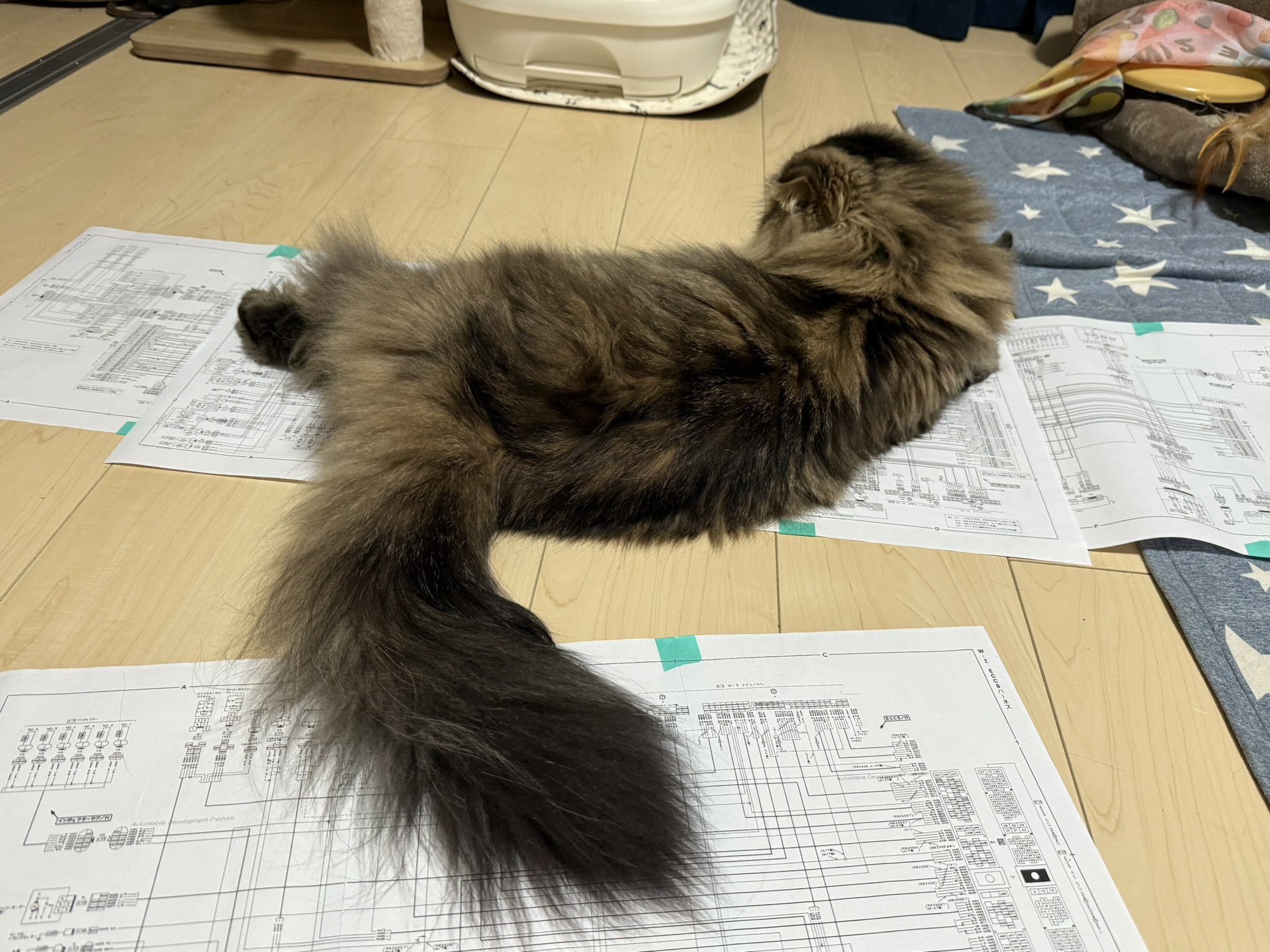 ♡ ねこちゃん 様、専用♡※他の方はご遠慮ください‼️ ♡┈┈┈┈┈┈┈┈┈┈┈┈┈┈┈♡ 今回は「凄技猫ちゃん