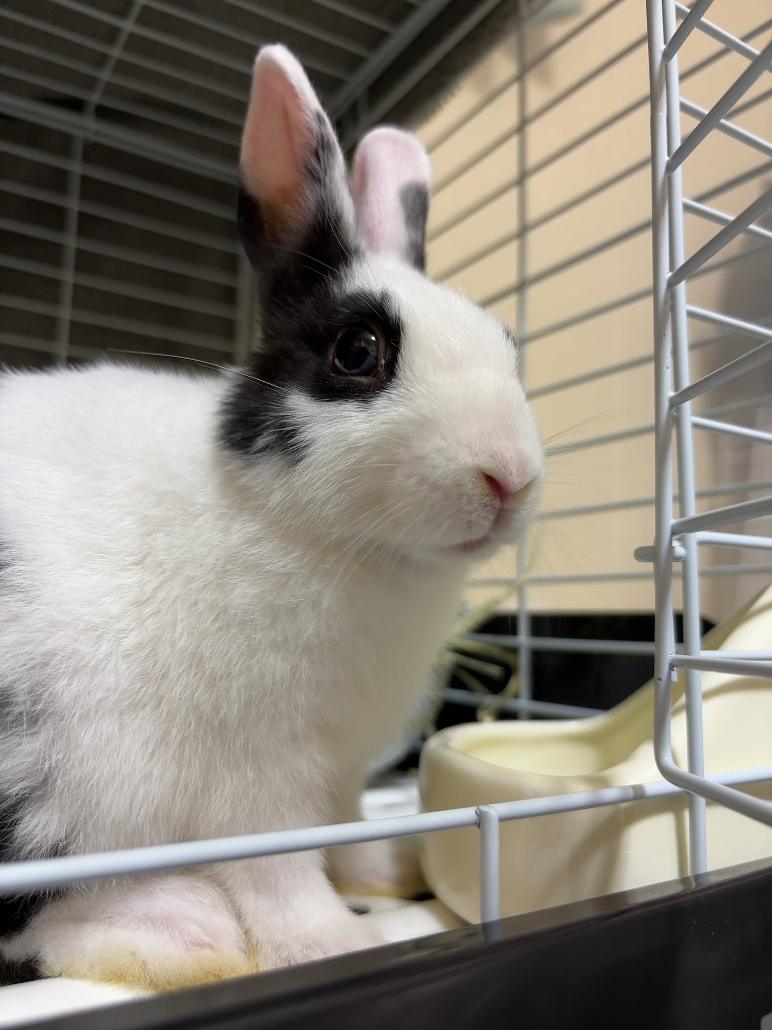 うさぎ_(・×・_∪⌒)ο 🐇うサぽたみ.mꕤ on X: 