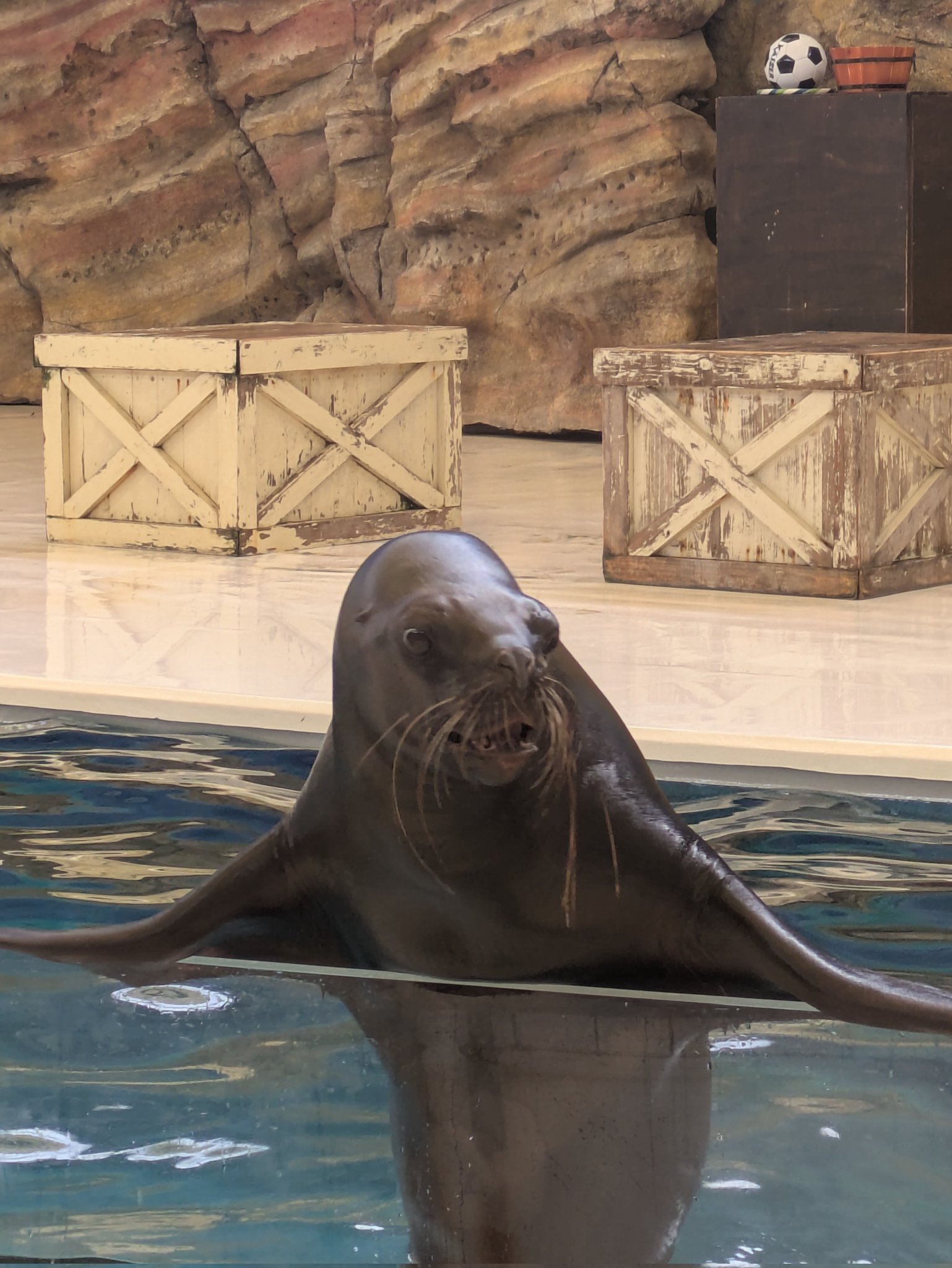 ヨッシープロフィール見て下さいさん専用 スーパーマリオ ヨッシー 特大サイズ ぬいぐるみ 立ちポーズ