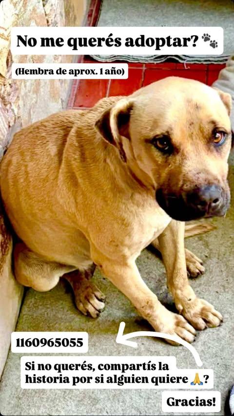CAROALVA78's tweet photo. Zona Sur. La dejaron frente de la casa de una amiga! Me ayudan a difundir? Miren esa carita! https://t.co/J7l3REk4NU