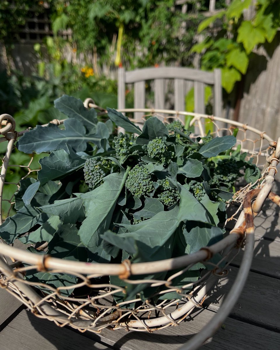Tenderstem broccoli has been great this year and still going! 💚 #inmygarden
