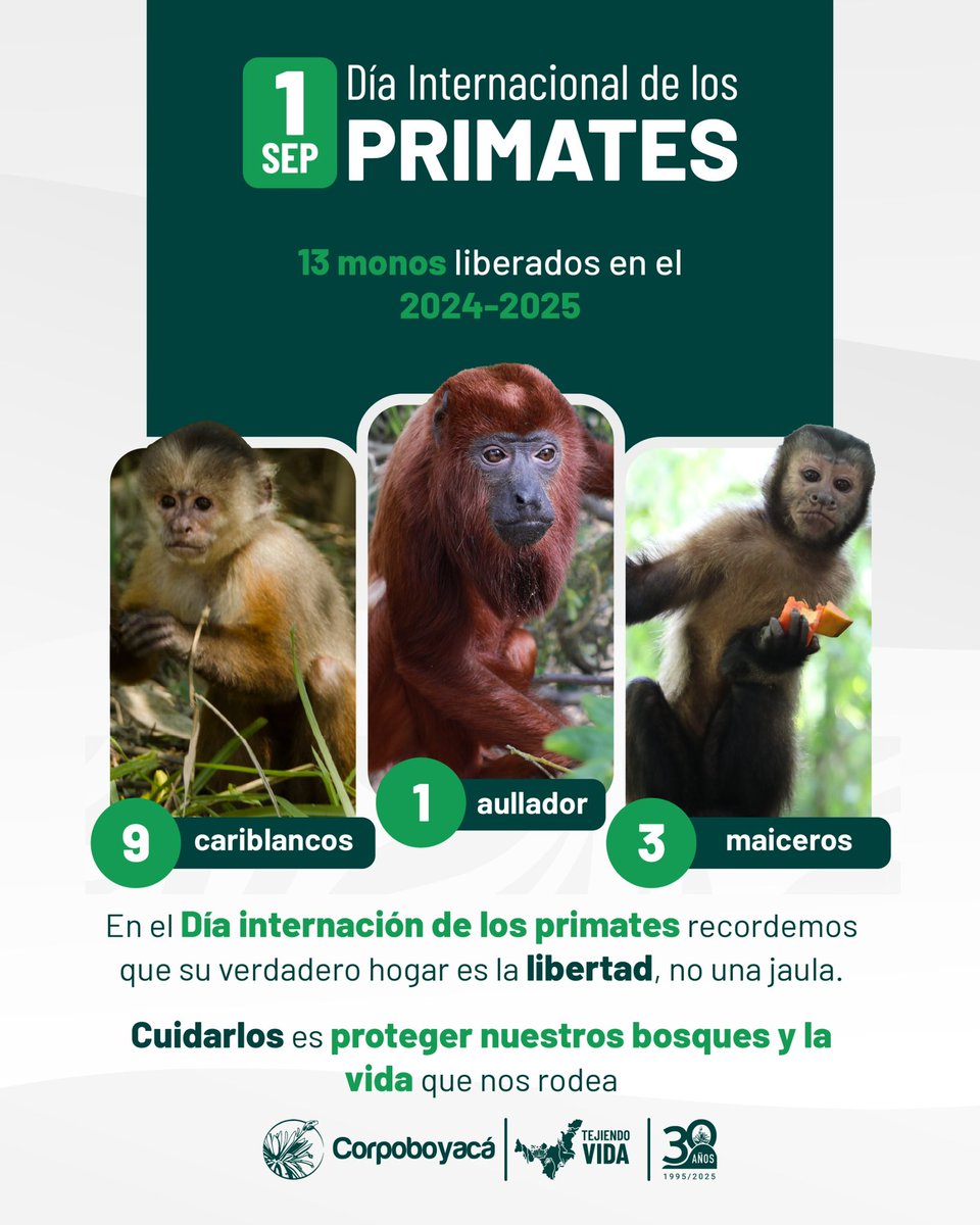 🐒 Hoy celebramos el #DíaInternacionalDeLosPrimates, recordando la importancia de protegerlos en su hábitat natural. 

Ellos, en nuestro territorio cumplen un papel vital: dispersan semillas, cuidan los bosques y mantienen el equilibrio de los ecosistemas 👏👏