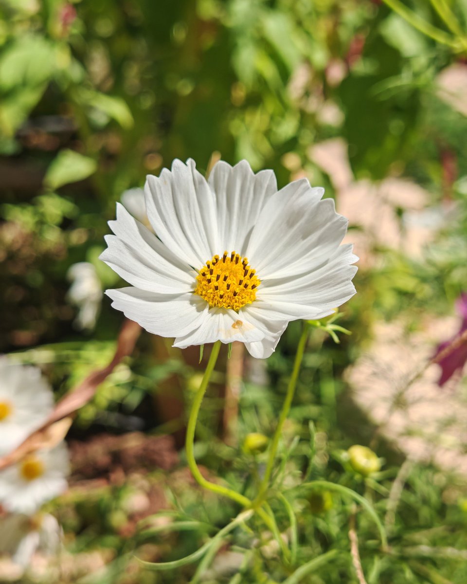 Kendini başıboş zannetme. Zira şu misafirhane-i dünyada nazar-ı hikmetle baksan hiçbir şeyi nizamsız, gayesiz göremezsin.
 Nasıl sen nizamsız, gayesiz kalabilirsin?

(Sözler, Risale-i Nur)